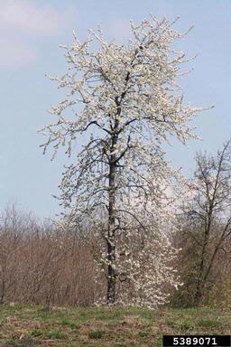wild pear, Pyrus pyraster  (Rosales: Rosaceae) - 5389071