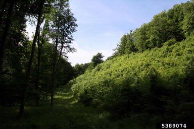 European beech, Fagus sylvatica  (Fagales: Fagaceae) - 5389074