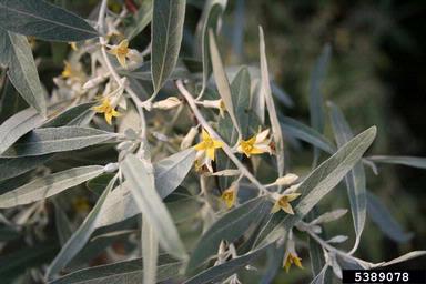 Russian-olive, Elaeagnus angustifolia  (Rhamnales: Elaeagnaceae) - 5389078
