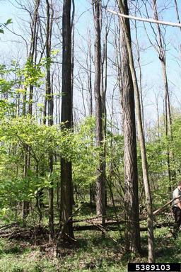 black locust, Robinia pseudoacacia  (Fabales: Fabaceae (Leguminosae)) - 5389103