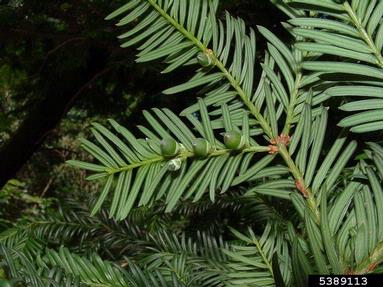 English yew, Taxus baccata  (Taxales: Taxaceae) - 5389113