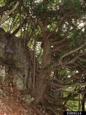 English yew, Taxus baccata  (Taxales: Taxaceae) - 5389114