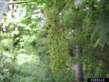 mountain maple, Acer spicatum  (Sapindales: Aceraceae) - 5389119