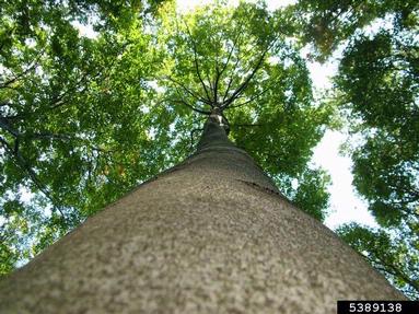 European beech, Fagus sylvatica  (Fagales: Fagaceae) - 5389138