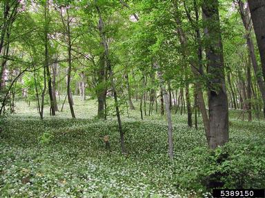 ramsons, Allium ursinum  (Liliales: Liliaceae) - 5389150