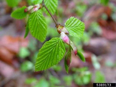 European hornbeam, Carpinus betulus  (Fagales: Betulaceae) - 5389173