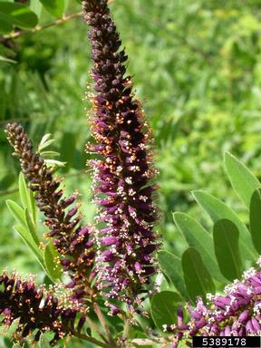 indigobush, Amorpha fruticosa  (Fabales: Fabaceae (Leguminosae)) - 5389178