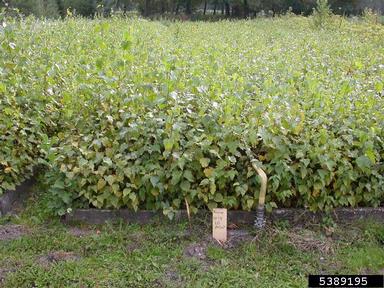 European white birch, Betula pendula  (Fagales: Betulaceae) - 5389195