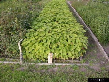 southern catalpa, Catalpa bignonioides  (Scrophulariales: Bignoniaceae) - 5389196