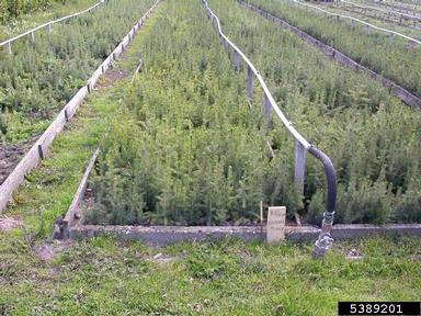Norway spruce, Picea abies  (Pinales: Pinaceae) - 5389201