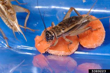house cricket, Acheta domesticus  (Orthoptera: Gryllidae) - 5389223
