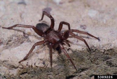 mouse spider, Scotophaeus blackwalli  (Araneae: Gnaphosidae) - 5389226