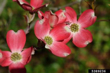 flowering dogwood, Cornus florida  (Cornales: Cornaceae) - 5389236