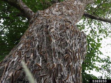 tent caterpillar, Eriogaster lanestris  (Lepidoptera: Lasiocampidae) - 5389250