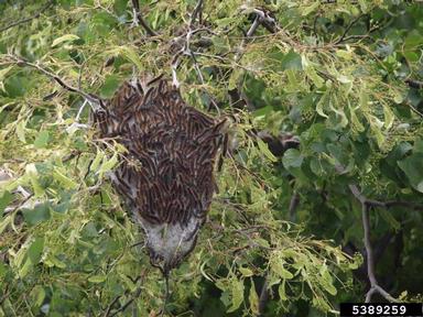 tent caterpillar, Eriogaster lanestris  (Lepidoptera: Lasiocampidae) - 5389259