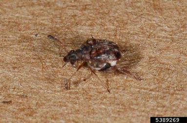 cowpea weevil (Callosobruchus maculatus ) on sweetpotato (Ipomoea batatas ) - 5389269