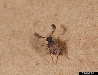 cowpea weevil (Callosobruchus maculatus ) on sweetpotato (Ipomoea batatas ) - 5389270