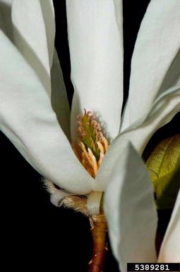 Kobus magnolia, Magnolia kobus  (Magnoliales: Magnoliaceae) - 5389281