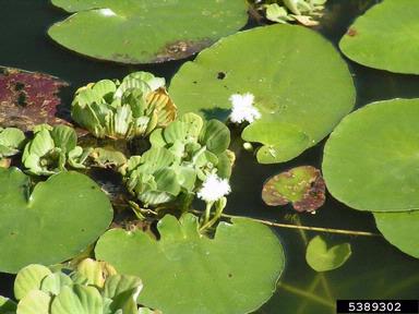 water snowflake, Nymphoides indica  (Solanales: Menyanthaceae) - 5389302