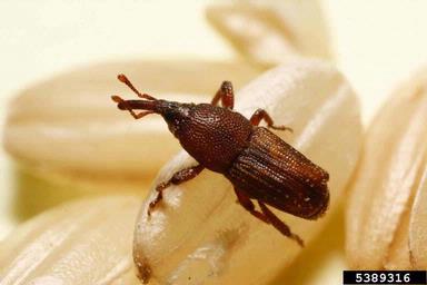 rice weevil, Sitophilus oryzae  (Coleoptera: Curculionidae) - 5389316
