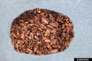 maritime pine, Pinus pinaster  (Pinales: Pinaceae) - 5389364