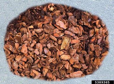 maritime pine, Pinus pinaster  (Pinales: Pinaceae) - 5389365