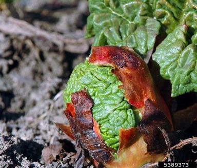 garden rhubarb, Rheum rhabarbarum  (Polygonales: Polygonaceae) - 5389373
