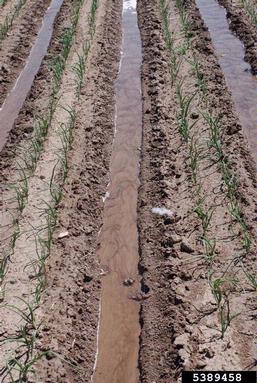 garden onion, Allium cepa  (Liliales: Liliaceae) - 5389458