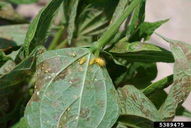 Mexican bean beetle (Epilachna varivestis ) on common bean (Phaseolus vulgaris ) - 5389475