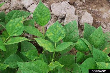 herbicides (general) (  ) on common bean (Phaseolus vulgaris ) - 5389492