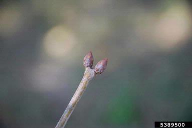 red buckeye, Aesculus pavia  (Sapindales: Hippocastanaceae) - 5389500