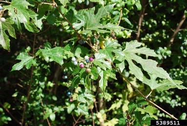 Amur peppervine, Ampelopsis brevipedunculata  (Rhamnales: Vitaceae) - 5389511