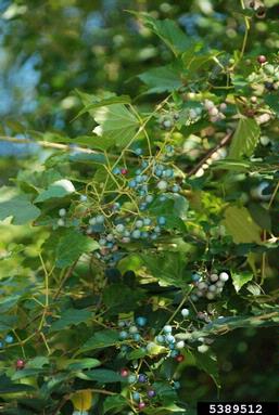 Amur peppervine, Ampelopsis brevipedunculata  (Rhamnales: Vitaceae) - 5389512