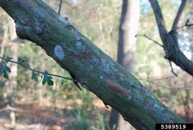 parsley hawthorn, Crataegus marshallii  (Rosales: Rosaceae) - 5389519