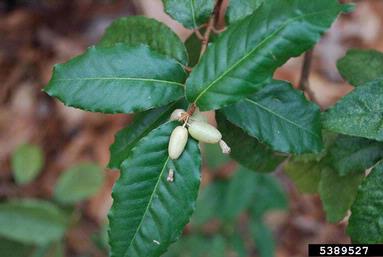 thorny olive, Elaeagnus pungens  (Rhamnales: Elaeagnaceae) - 5389527