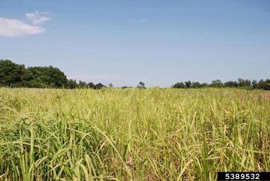 cogongrass, Imperata cylindrica  (Cyperales: Poaceae) - 5389532