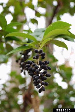 Japanese privet, Ligustrum japonicum  (Scrophulariales: Oleaceae) - 5389540