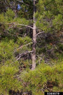 sand pine, Pinus clausa  (Pinales: Pinaceae) - 5389579