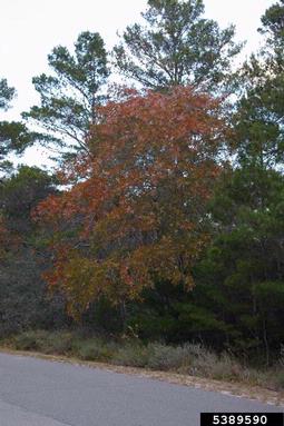 turkey oak, Quercus laevis  (Fagales: Fagaceae) - 5389590