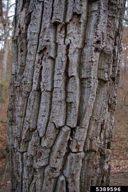 chestnut oak, Quercus prinus  (Fagales: Fagaceae) - 5389596