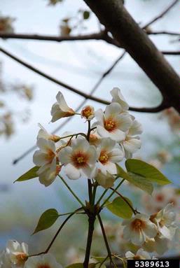 tungoil tree, Vernicia fordii  (Euphorbiales: Euphorbiaceae) - 5389613