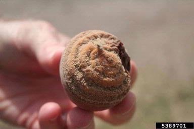 brown rot (Monilinia fructicola ) on peach (Prunus persica ) - 5389701
