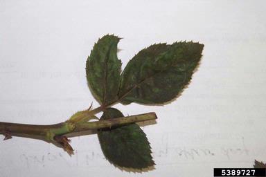 chilli thrips (Scirtothrips dorsalis ) on rose (Rosa spp. ) - 5389727
