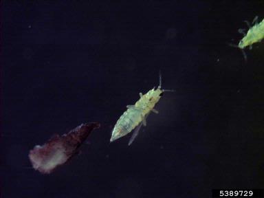 chilli thrips, Scirtothrips dorsalis  (Thysanoptera: Thripidae) - 5389729