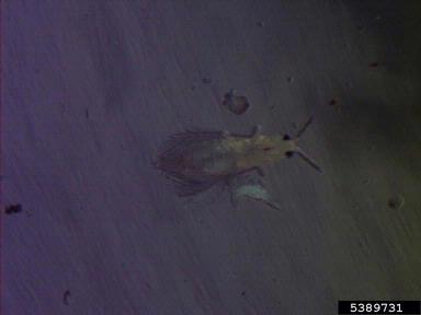 chilli thrips, Scirtothrips dorsalis  (Thysanoptera: Thripidae) - 5389731