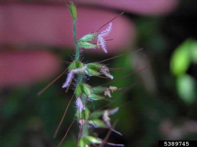 wavyleaf basketgrass, Oplismenus hirtellus ssp. undulatifolius (Cyperales: Poaceae) - 5389745