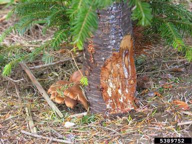 Armillaria root rots (Armillaria spp. ) on balsam fir (Abies balsamea ) - 5389752