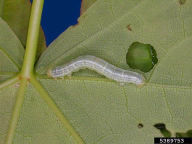 bruce spanworm (Operophtera bruceata ) on sugar maple (Acer saccharum ) - 5389753
