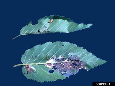birch leaffolder (Ancylis discigerana ) on yellow birch (Betula alleghaniensis ) - 5389754