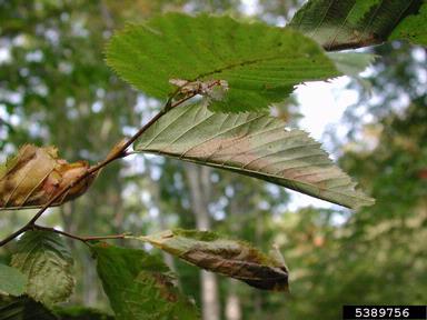 birch leaffolder (Ancylis discigerana ) on yellow birch (Betula alleghaniensis ) - 5389756
